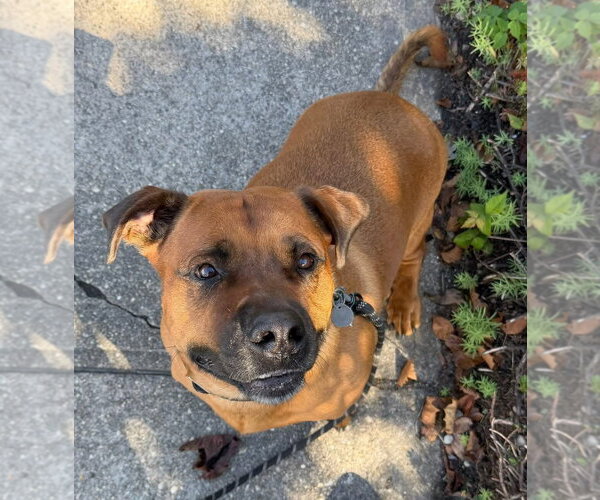 Medium Photo #4 American Pit Bull Terrier-Unknown Mix Puppy For Sale in Woodbury, NY, USA