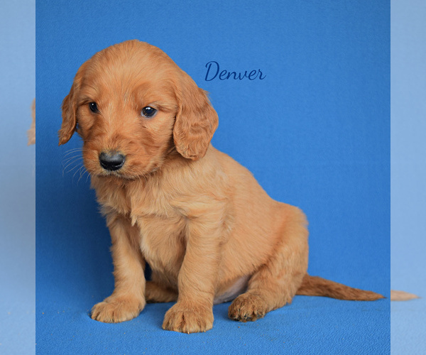 Medium Photo #2 Goldendoodle (Miniature) Puppy For Sale in NEW PARIS, IN, USA