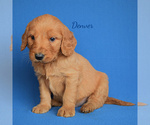 Small Photo #2 Goldendoodle (Miniature) Puppy For Sale in NEW PARIS, IN, USA
