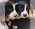 Small #5 Bluetick Coonhound