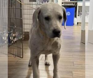 Labrador Retriever-Unknown Mix Dogs for adoption in San Diego, CA, USA