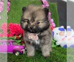Small #11 Pomeranian