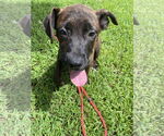 Small #1 American Pit Bull Terrier Mix