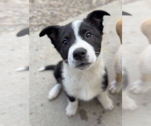 Mutt Dogs for adoption in Bemidji, MN, USA