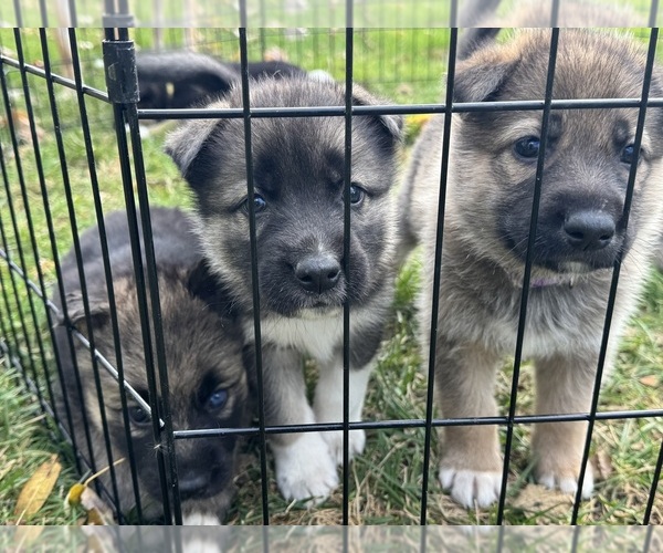 Medium Photo #1 German Shepherd Dog-Siberian Husky Mix Puppy For Sale in LANSING, MI, USA