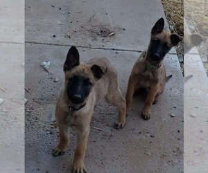 Medium Malinois