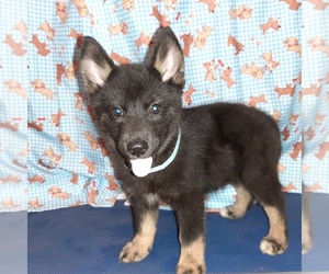 Pomsky Puppy for sale in CARTHAGE, TX, USA