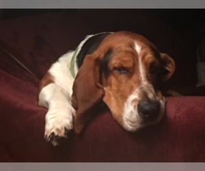 Father of the Basset Hound puppies born on 05/30/2019
