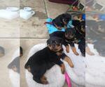 Small Photo #2 Rottweiler Puppy For Sale in NIPOMO, CA, USA