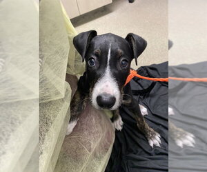 Mutt Dogs for adoption in Las Vegas, NV, USA