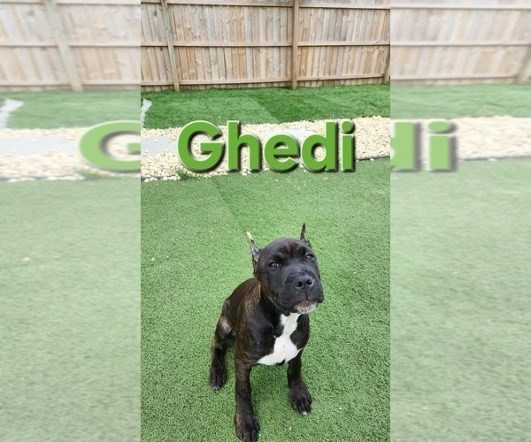 Medium Photo #21 America Bandogge Mastiff Puppy For Sale in JOLIET, IL, USA
