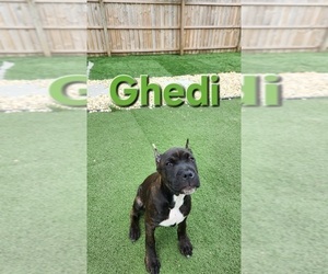 Medium America Bandogge Mastiff