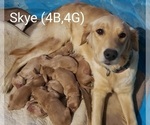 Small Photo #3 Golden Retriever Puppy For Sale in PARMA, ID, USA