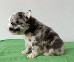 Small Photo #22 French Bulldog Puppy For Sale in MIAMI BEACH, FL, USA