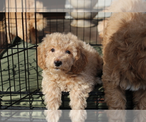 Medium Photo #1 Goldendoodle Puppy For Sale in HARTFORD, CT, USA