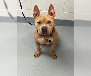 Mutt Dogs for adoption in St. Cloud, FL, USA