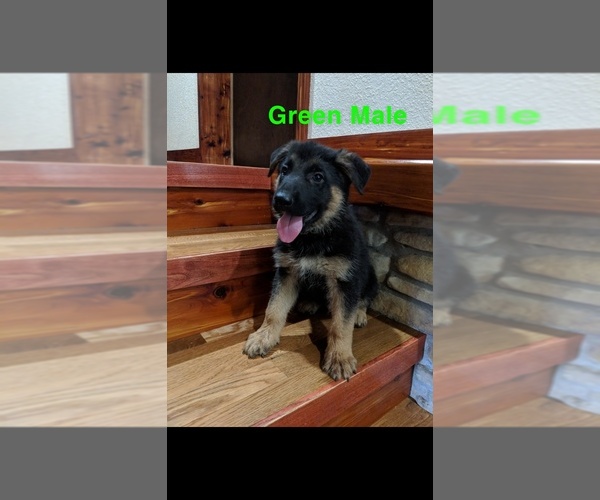 Medium Photo #3 German Shepherd Dog Puppy For Sale in BRADLEYVILLE, MO, USA