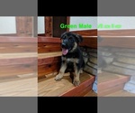 Small Photo #3 German Shepherd Dog Puppy For Sale in BRADLEYVILLE, MO, USA