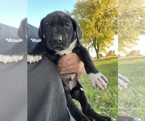 Great Dane Puppy for sale in MOLINE, IL, USA