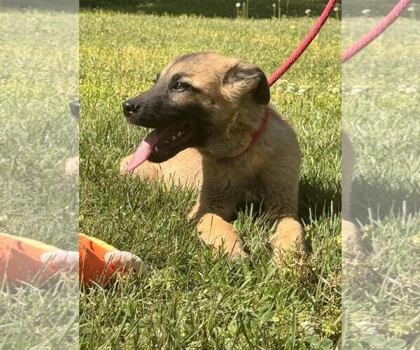 Medium Photo #3 German Shepherd Dog-Great Pyrenees Mix Puppy For Sale in Yardley, PA, USA