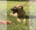 Small #2 German Shepherd Dog-Great Pyrenees Mix