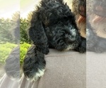 Small #7 Bernedoodle