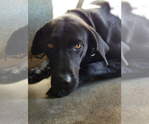 Labrador Retriever Dogs for adoption in San Diego, CA, USA