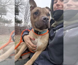 American Pit Bull Terrier Dogs for adoption in Benton, PA, USA