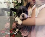 Small #7 French Bulldog