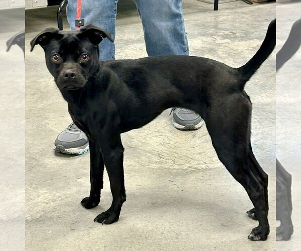 Medium Photo #2 Boston Terrier-Italian Greyhound Mix Puppy For Sale in Batavia, OH, USA