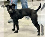 Small #1 Boston Terrier-Italian Greyhound Mix