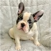 Small Photo #1 French Bulldog Puppy For Sale in SAN DIMAS, CA, USA