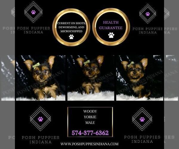 Medium Photo #5 Yorkshire Terrier Puppy For Sale in WARSAW, IN, USA