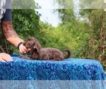 Small #8 Poodle (Toy)-YorkiePoo Mix