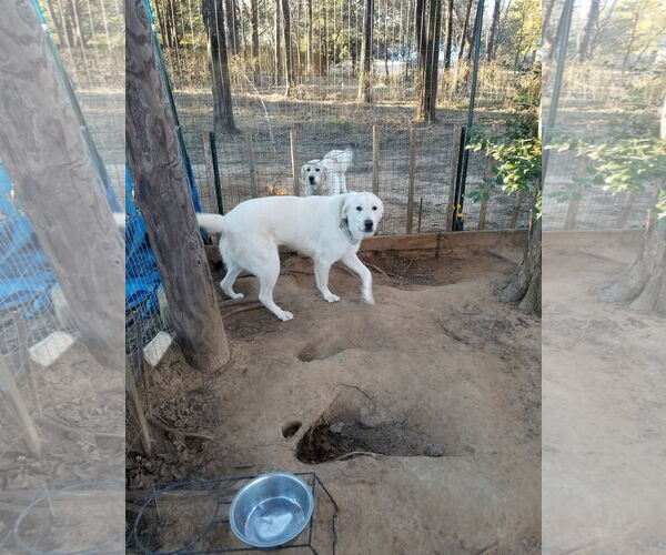 Medium Photo #5 Akbash-Great Pyrenees Mix Puppy For Sale in PEYTON, CO, USA