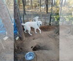Small #4 Akbash-Great Pyrenees Mix