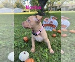 Small Photo #2 American Pit Bull Terrier Puppy For Sale in PRESTON, CT, USA