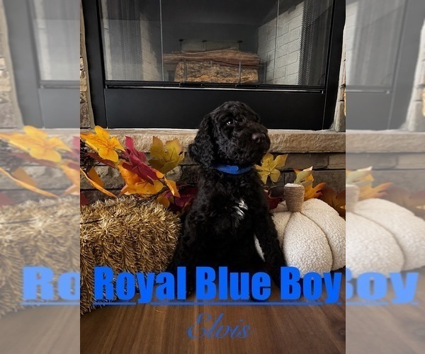 Medium Photo #1 Goldendoodle mix (+ Poodle Standard) Puppy For Sale in ANDERSON, SC, USA