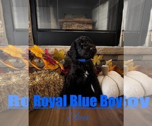 Goldendoodle mix (+ Poodle Standard) Puppy for sale in ANDERSON, SC, USA
