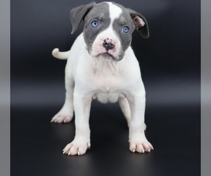 American Bully Puppy for sale in CHAMPAIGN, IL, USA