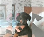Small Photo #4 Doberman Pinscher Puppy For Sale in VANCOUVER, WA, USA