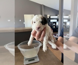 Bernedoodle Puppy for sale in RUSSELL, MN, USA