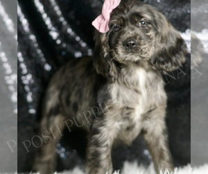Cocker Spaniel Puppy for sale in WARSAW, IN, USA