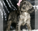 Small Cocker Spaniel