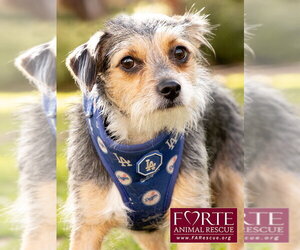 Molly - Female Mutt Dog for Adoption - Photo #4