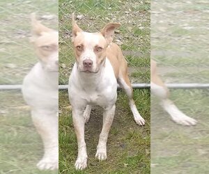 Kona - Female American Staffordshire Terrier-Unknown Mix Dog for Adoption - Photo #5