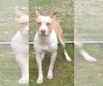 Small Photo #5 American Staffordshire Terrier-Unknown Mix Puppy For Sale in Olalla, WA, USA