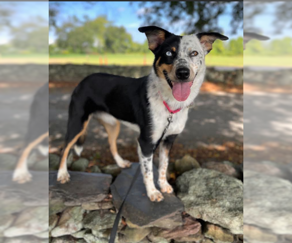 Medium Photo #1 Australian Shepherd-Unknown Mix Puppy For Sale in Cranston, RI, USA