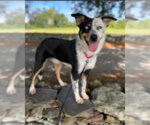 Paisley in RI - Female Australian Shepherd-Unknown Mix Dog for Adoption - Small photo