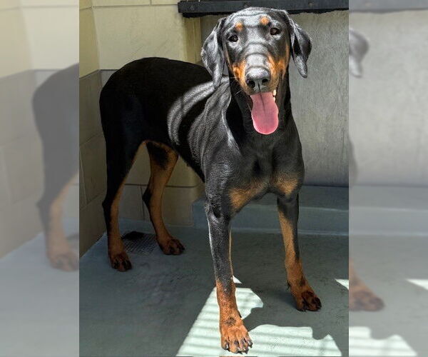 Medium Photo #2 Doberman Pinscher Puppy For Sale in Riverside, CA, USA